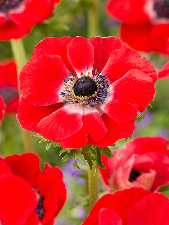 Anemone Galilee Red, delivery to UK