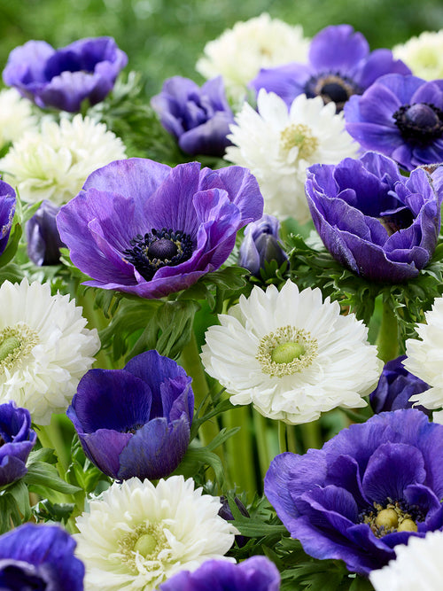 Anemonen White Blues kollektie