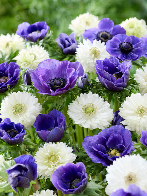 Witte en blauwe anemonen bloembollen