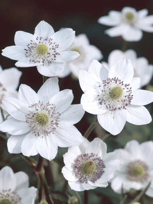 Anemone Leveillei Vaste Planten