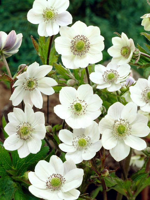 Anemone leveillei Vaste Planten Bestellen