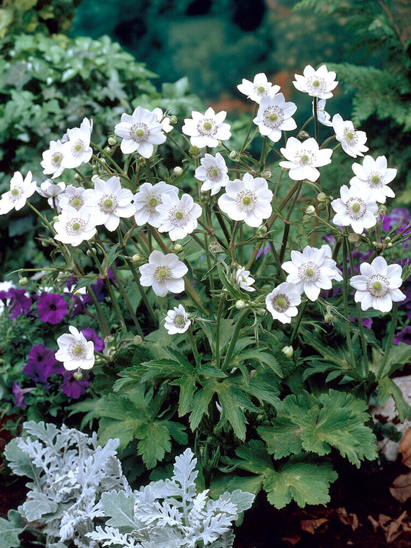 Anemone leveillei Vaste Planten Kopen