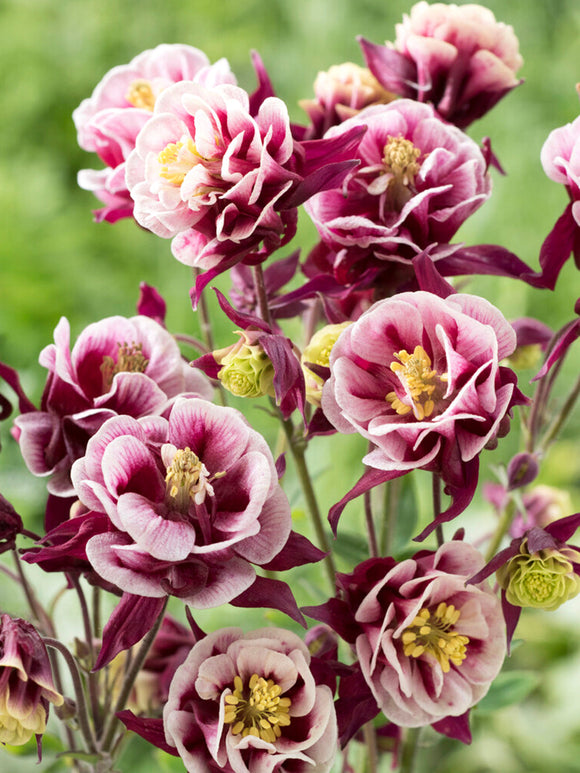 Aquilegia (Akelei) Winky Rood and Wit