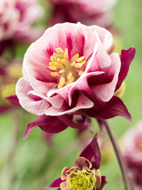 Aquilegia (Akelei) Winky Rood and Wit vaste planten