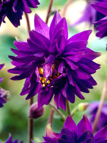 Aquilegia (Akelei) Blue Barlow