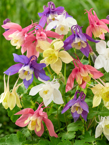 Aquilegia (Akelei) McKana Hybrids Mix