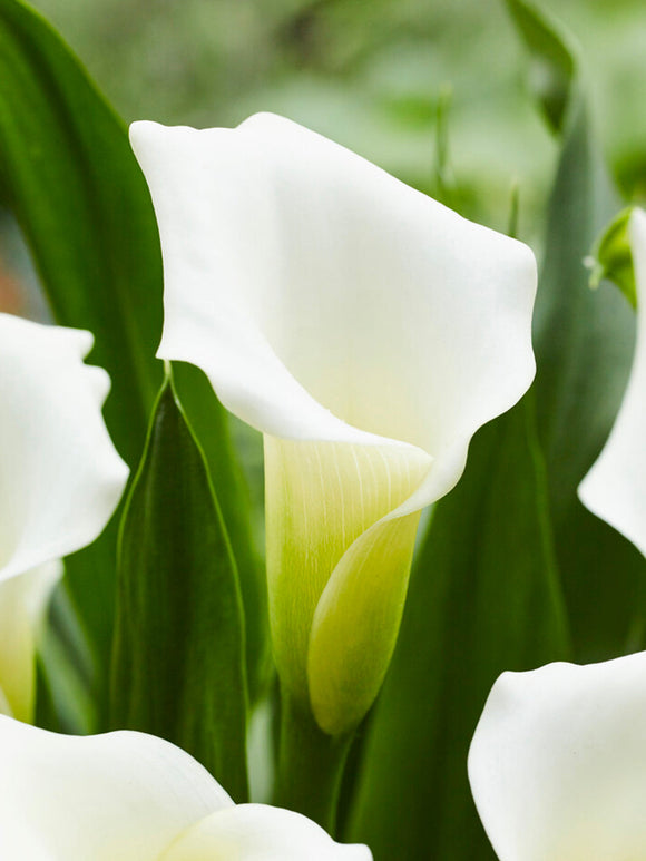 Aronskelk - Calla - Zantedeschia White Art