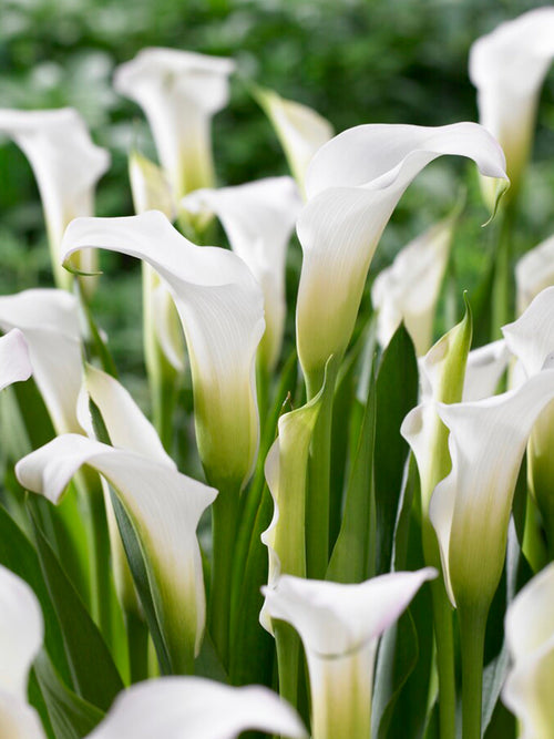 Aronskelk Calla Zantedeschia White Art bollen