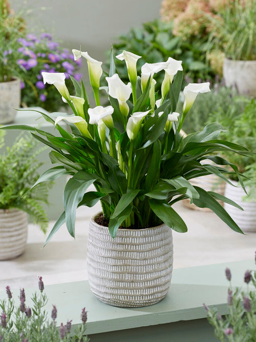 Aronskelk Calla Zantedeschia White Art bloembollen