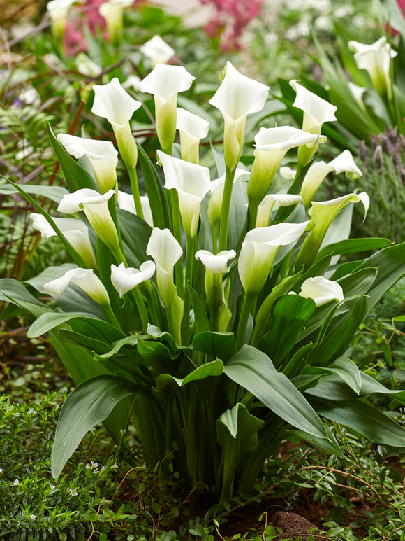 Aronskelk Calla Zantedeschia White Art knollen