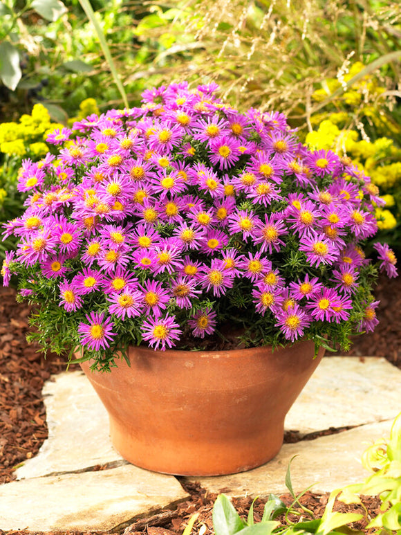 Aster Alice Haslam (Herfstaster) Vaste Planten