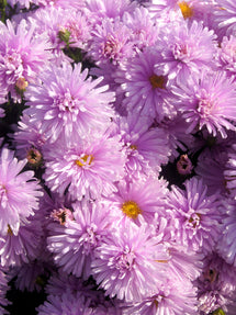 Aster novi-belgii Fellowship (Herfstaster)