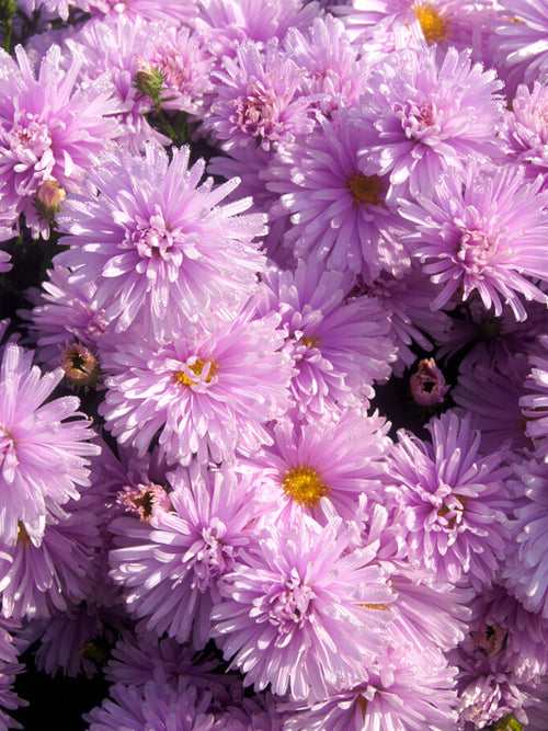 Aster 'Fellowship' | Prachtige Herfstbloeier | Herfstaster