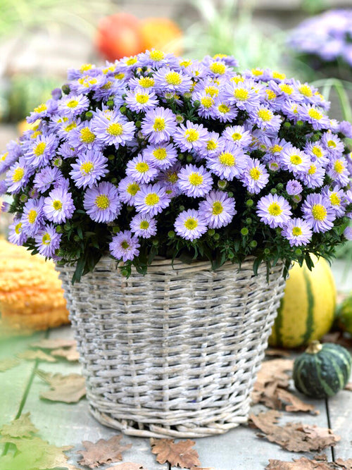 Aster Lady in Blue (Herfstaster)