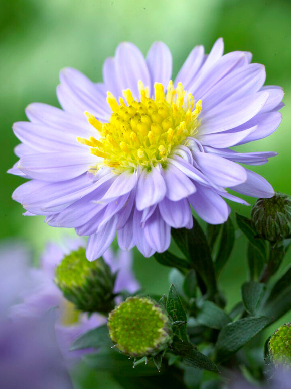 Aster Lady in Blue (Herfstaster) vaste planten