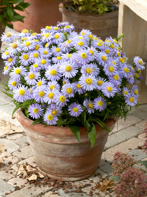 Aster Lady in Blue (Herfstaster) vaste planten bestellen