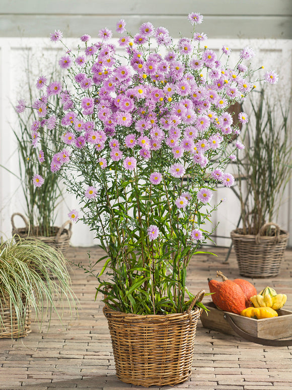 Aster Novi-Belgii Fellowship (Herfstaster) vaste planten