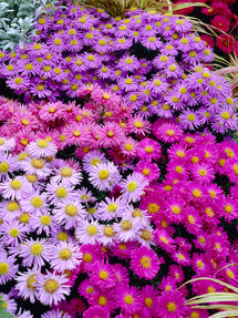 Aster Pastel Mix (Herfstaster)