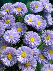 Aster novi-belgii Marie Ballard (Herfstaster)