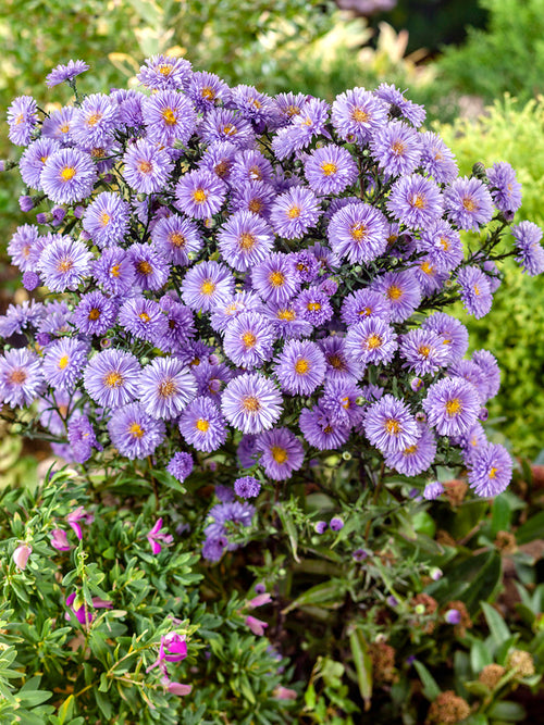 Aster novi-belgii Marie Ballard Herfstaster vaste planten