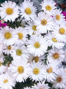 Aster novi-belgii White Ladies (Herfstaster)