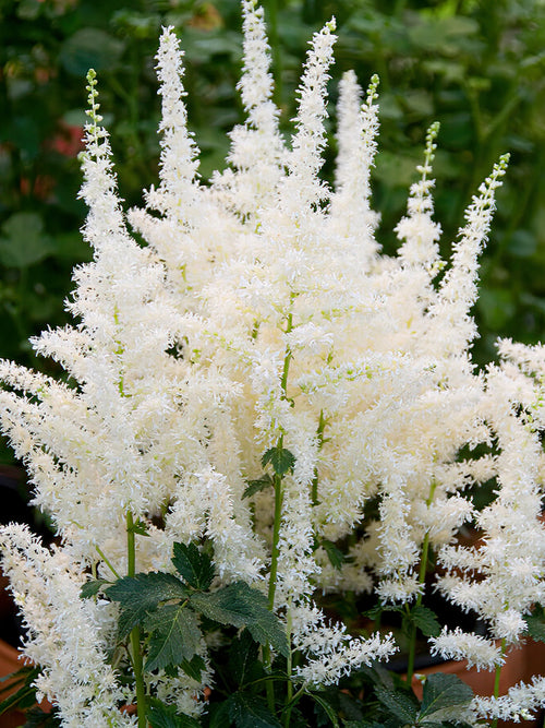 Astilbe (Prachtspirea) Close Harmony - Vaste Planten Kopen