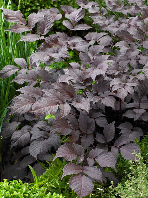 Astilbe (Pluimspirea) Chocolate Shogun Vaste Planten