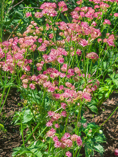 Astrantia major Sparkling Stars Pink Bare Root Plants