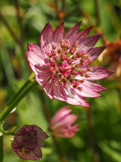 Astrantia (Zeeuws knoopje) major Sparkling Stars Pink