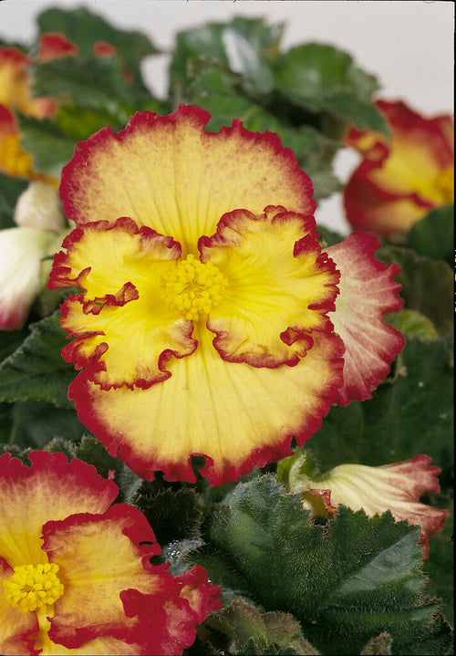 Begonia 'Crispa Marginata Geel en Rood 