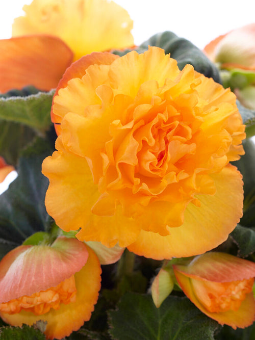 Bestel Begonia AmeriHybrid® Picotee Ruffled Apricot begonia bollen