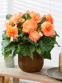 Begonia AmeriHybrid® Picotee Ruffled Apricot