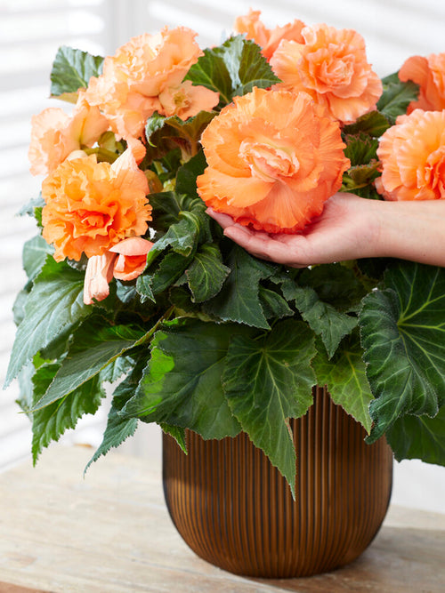 Begonia Picotee Ruffled Apricot bloembollen kopen