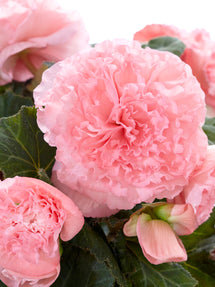 Begonia AmeriHybrid® Picotee Ruffled Roze