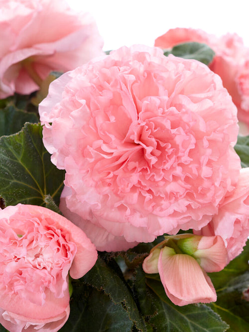 Begonia AmeriHybrid® Picotee Ruffled Roze Bollen kopen