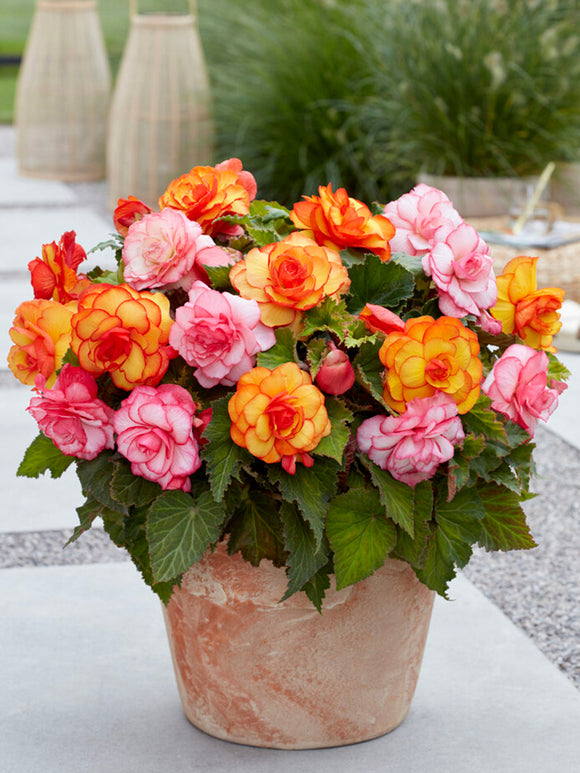 Begonia Tropical Mix Bloembollen Kopen