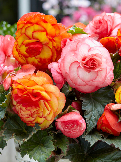 Begonia Tropical Mix Bloembollen bollen kopen