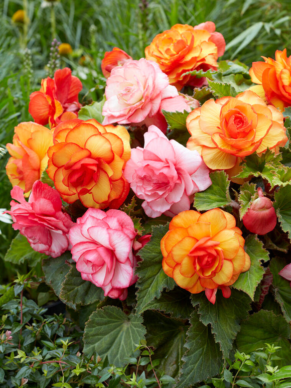 Begonia Tropical Mix Bollen