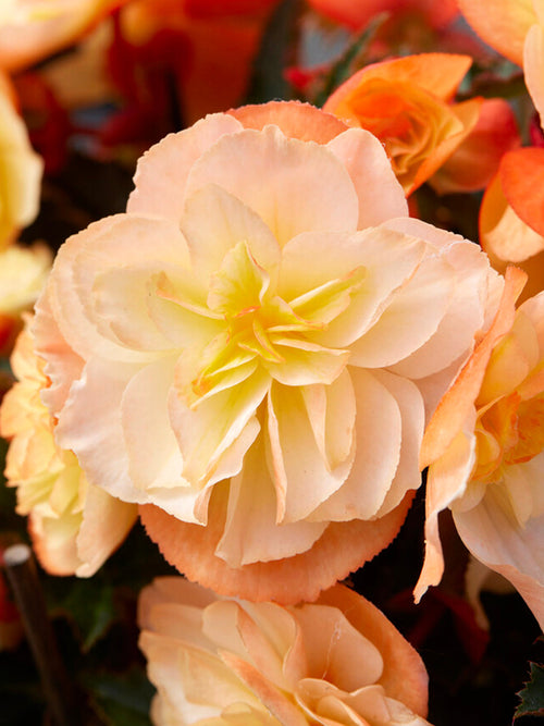 Begonia bloembollen I'Conia Aroma Peach