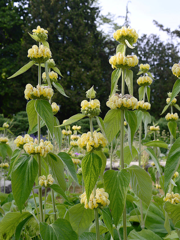 Brandkruid Phlomis russeliana Planten online bestellen