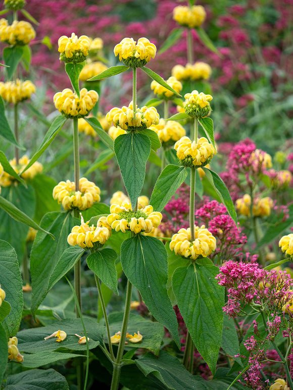 Brandkruid Phlomis russeliana Planten online kopen