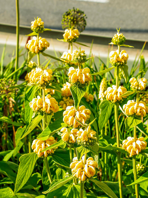 Brandkruid Phlomis russeliana vaste Planten kopen