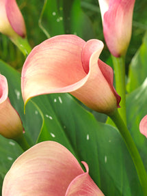 Calla Lelie (Zantedeschia) Captain Rosette