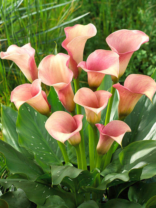 Calla Lelie Bollen Captain Rosette Zantedeschia