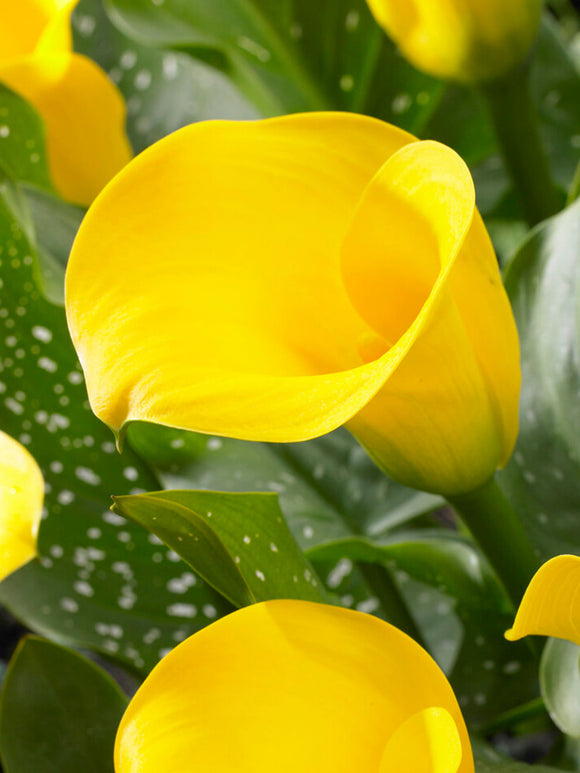 Calla Lelie Gold Cup Bloembollen en Calla knollen - (Zantedeschia)