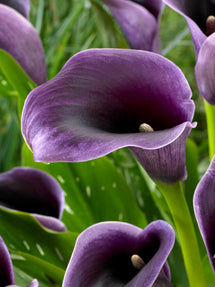 Calla Lelie (Zantedeschia) Akela