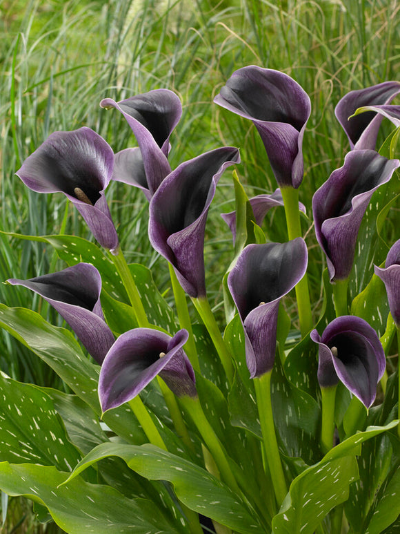 Calla Lelie (Zantedeschia) Akela knollen