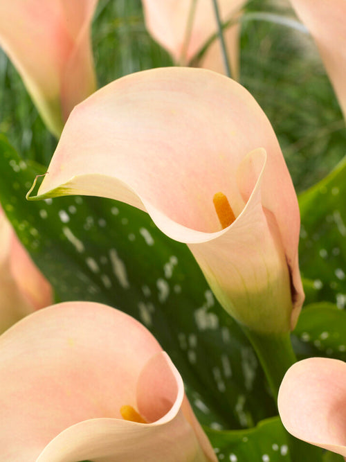 Calla Lelie (Zantedeschia) Auckland