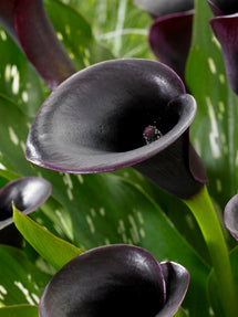 Calla Lelie (Zantedeschia) Cantor