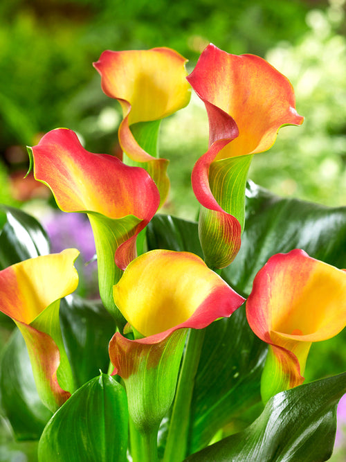 Calla Lelie bollen (Zantedeschia) Captain Lido